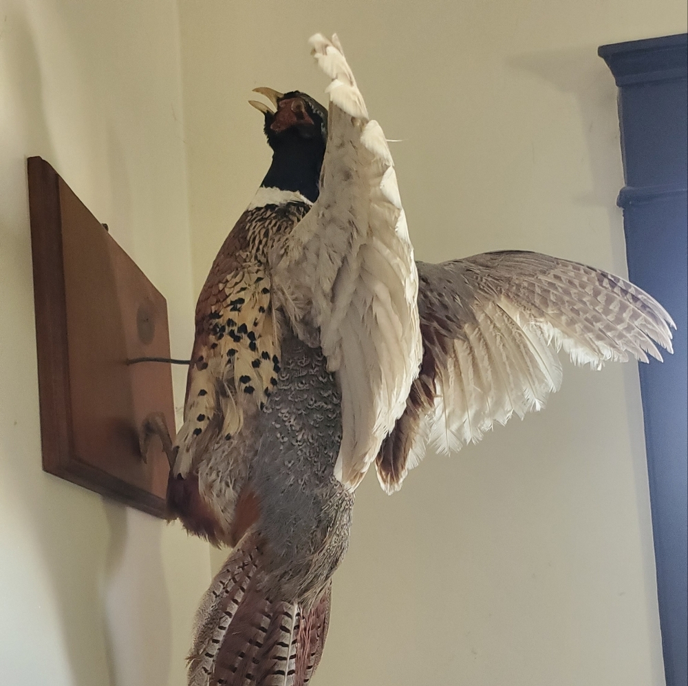 Beautiful life size stuff Pheasant bird.